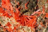 Bright Orange Crocoite Crystal Cluster - Tasmania #171708-1